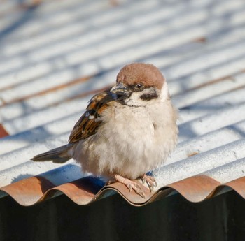 Eurasian Tree Sparrow 阪南市 Sun, 2/26/2023