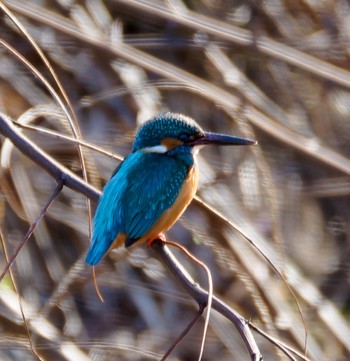 Common Kingfisher 阪南市 Sun, 2/26/2023