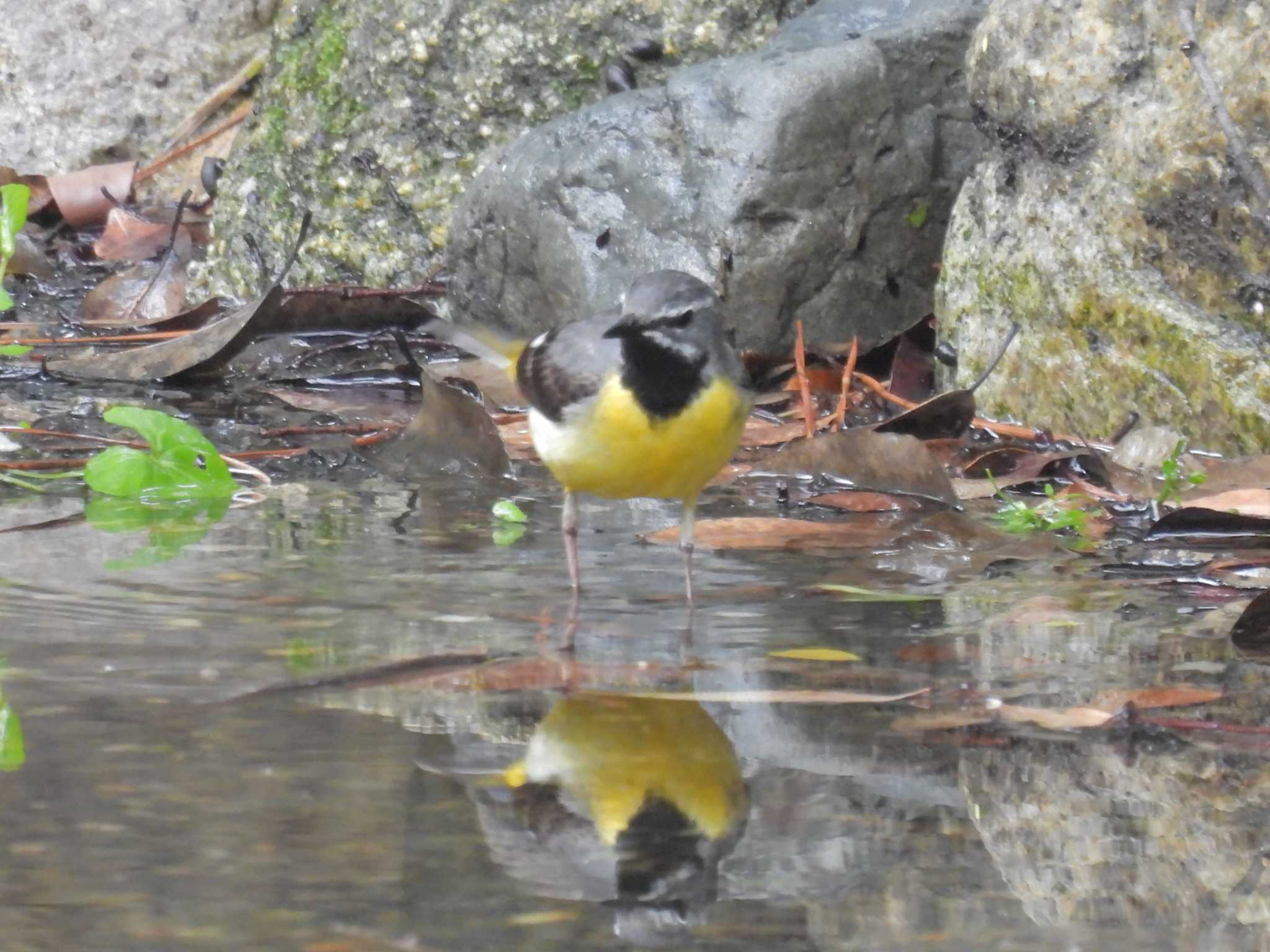 京都御苑 キセキレイの写真 by ゆりかもめ