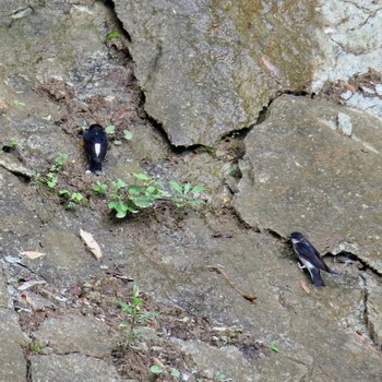 Asian House Martin 士幌町 Sat, 7/14/2018