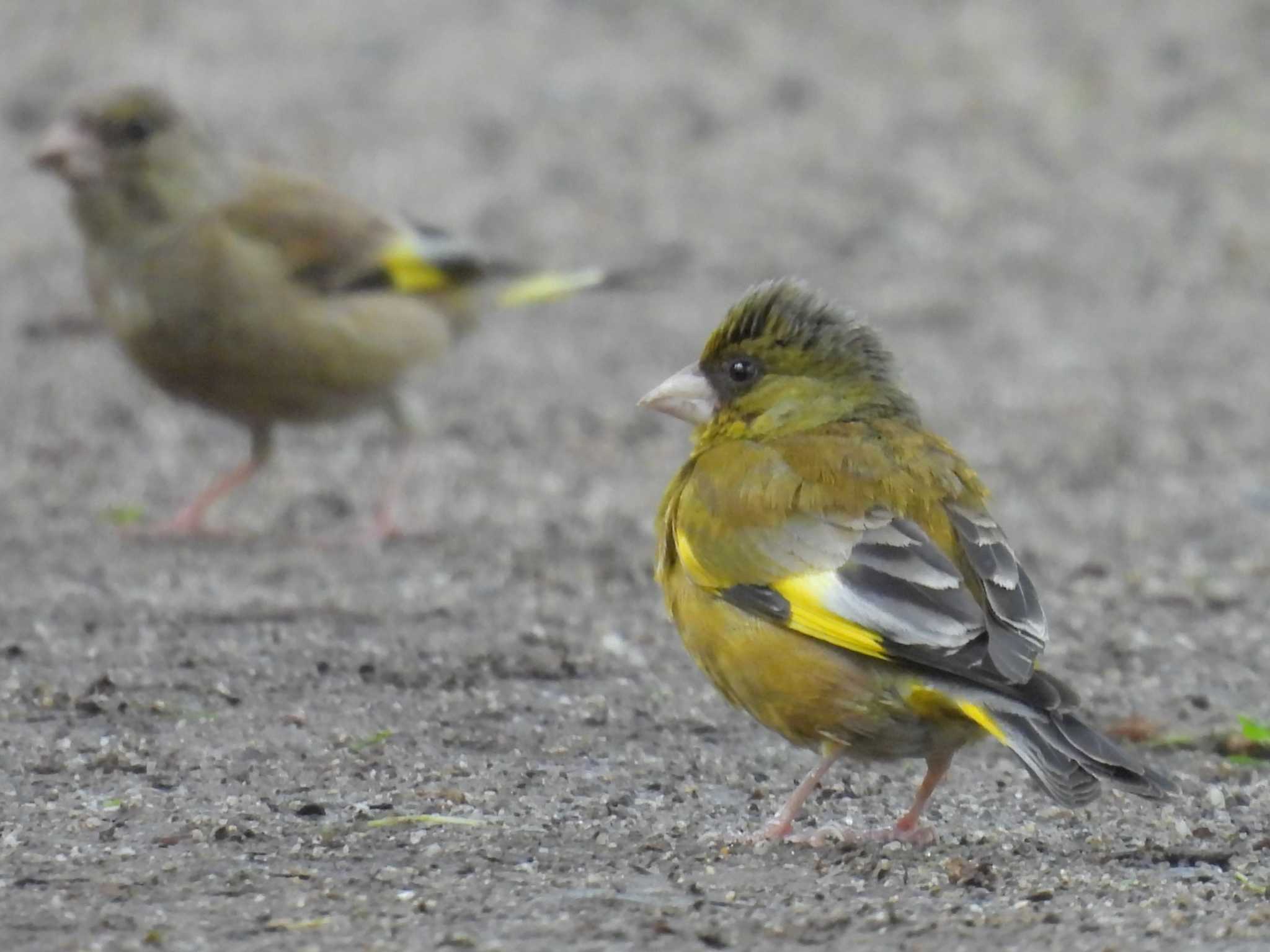 京都御苑 カワラヒワの写真