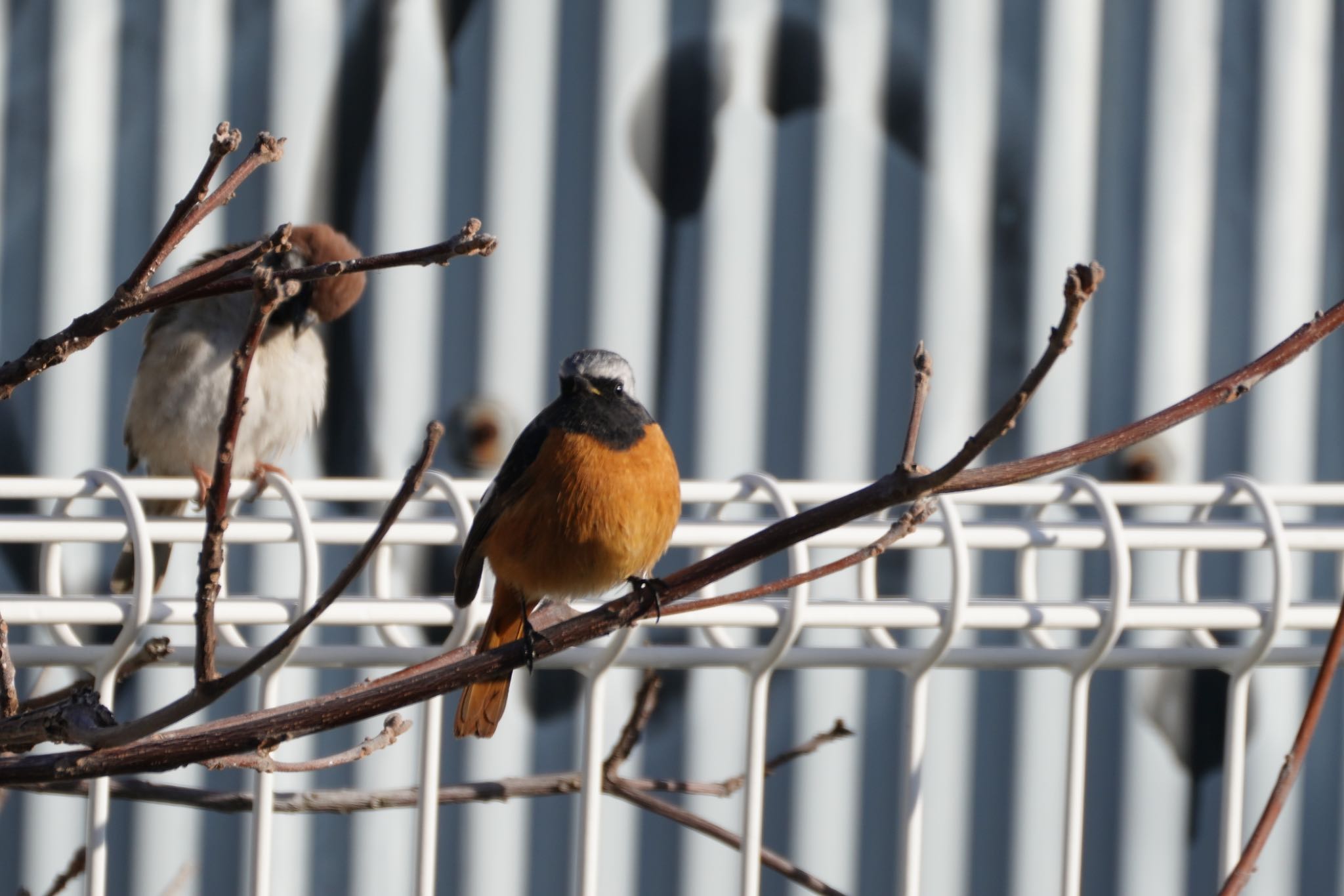 Photo of Daurian Redstart at 阪南市 by 杏仁豆腐