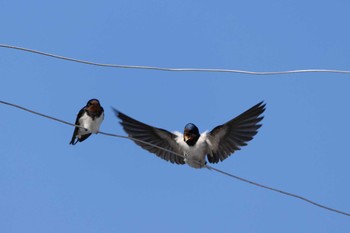 Barn Swallow 伊勢市近郊 Thu, 3/16/2023