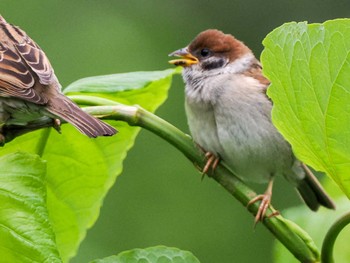 2023年6月9日(金) 福井緑地(札幌市西区)の野鳥観察記録