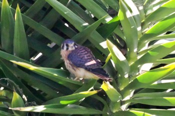 American Kestrel Mindo(Ecuador) Unknown Date