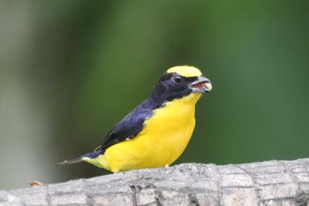 キバラスミレフウキンチョウ Mindo(Ecuador) 2023年5月20日(土)