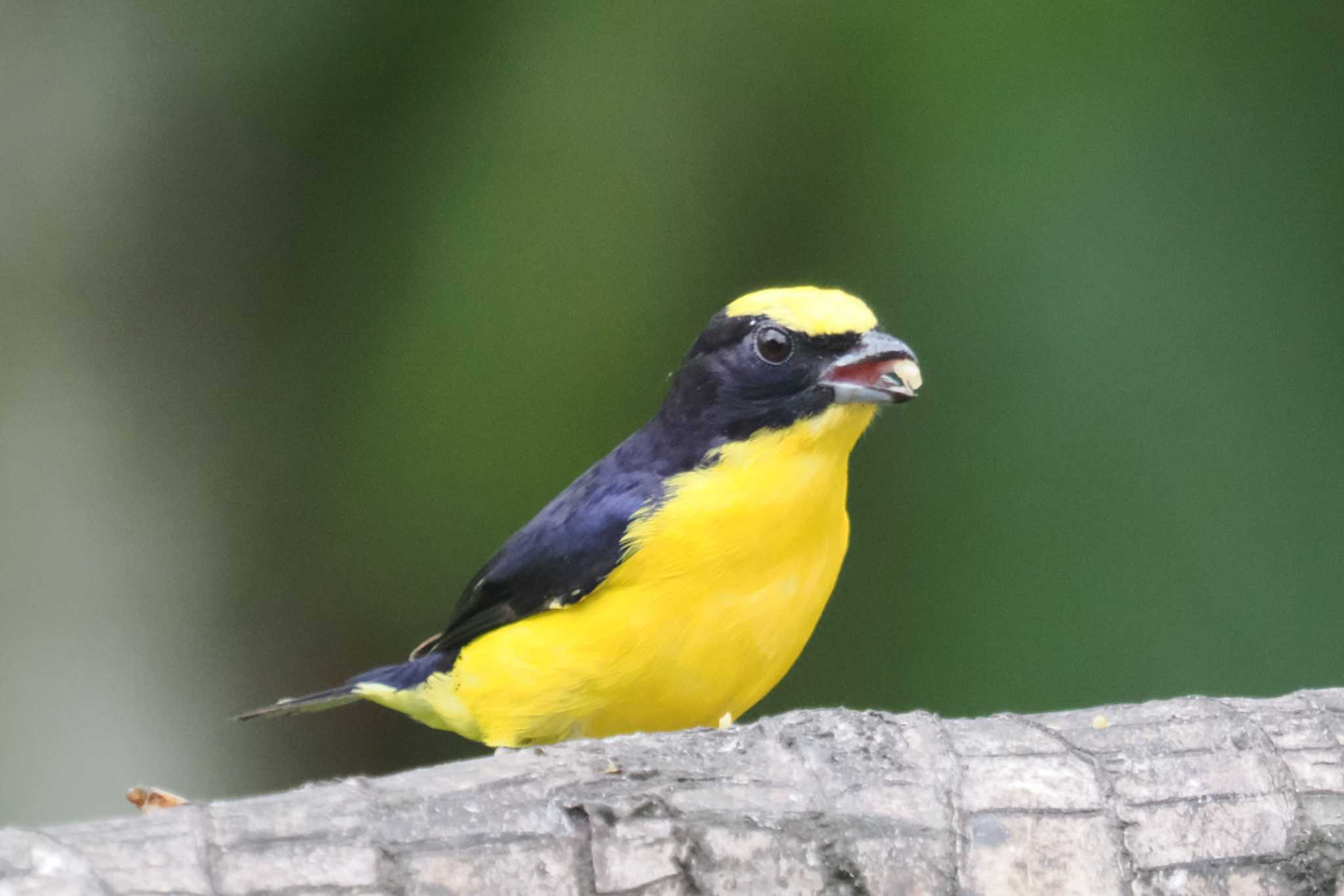 Photo of Orange-bellied Euphonia at Mindo(Ecuador) by 藤原奏冥