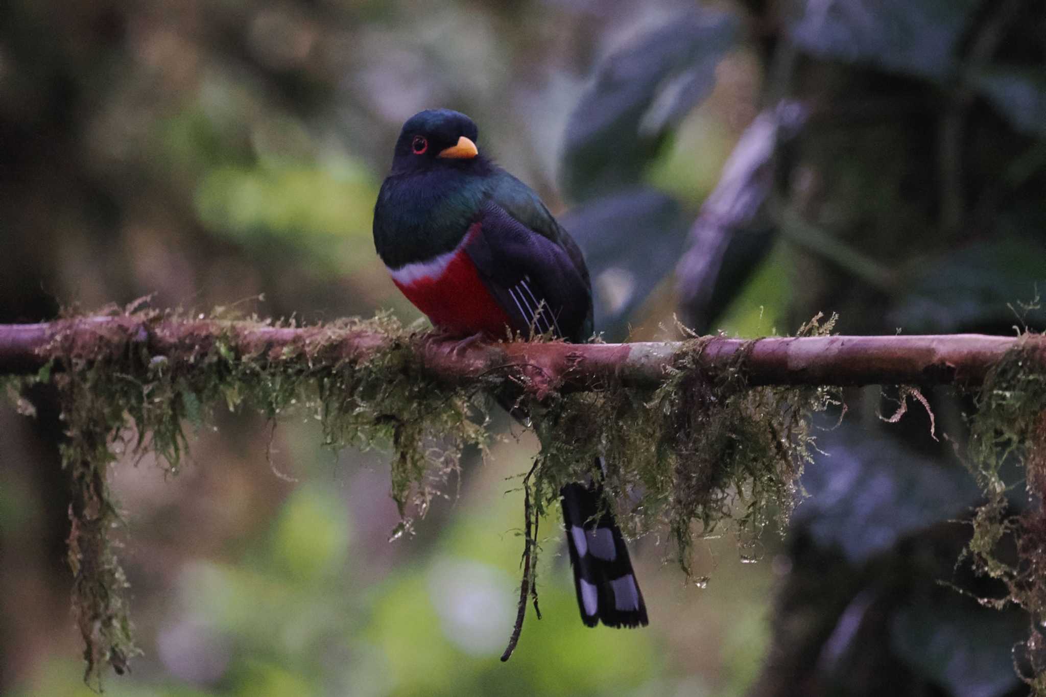 Mindo(Ecuador) カオグロキヌバネドリの写真