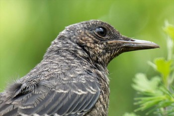 Blue Rock Thrush 京都府 Sat, 6/10/2023