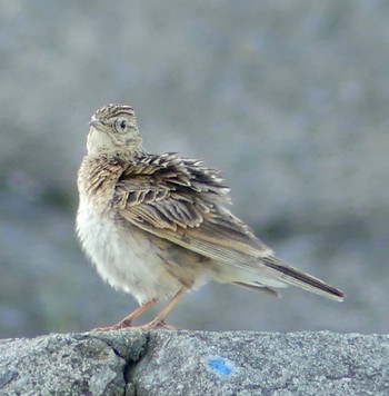 ヒバリ 豊平川 2023年6月8日(木)