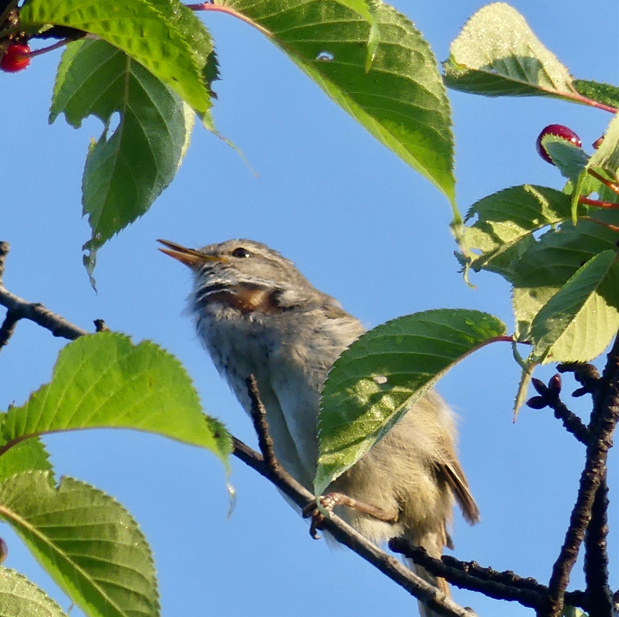 真駒内公園 ウグイスの写真