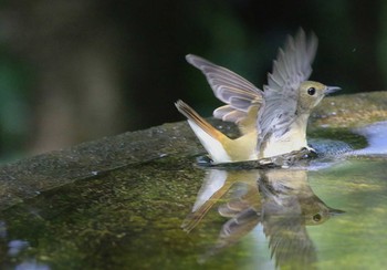 キビタキ 神奈川県秦野市 2016年8月21日(日)