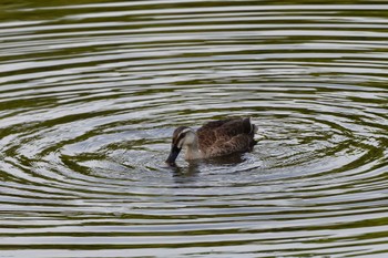 カルガモ 長浜公園 2023年5月27日(土)