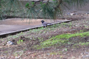 ムクドリ 長浜公園 2023年5月27日(土)