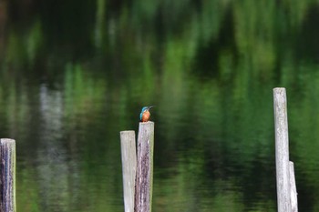 カワセミ 長浜公園 2023年5月27日(土)