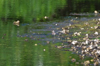 コチドリ 長浜公園 2023年5月27日(土)