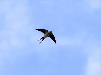 Red-rumped Swallow 大野山 Sun, 6/4/2023