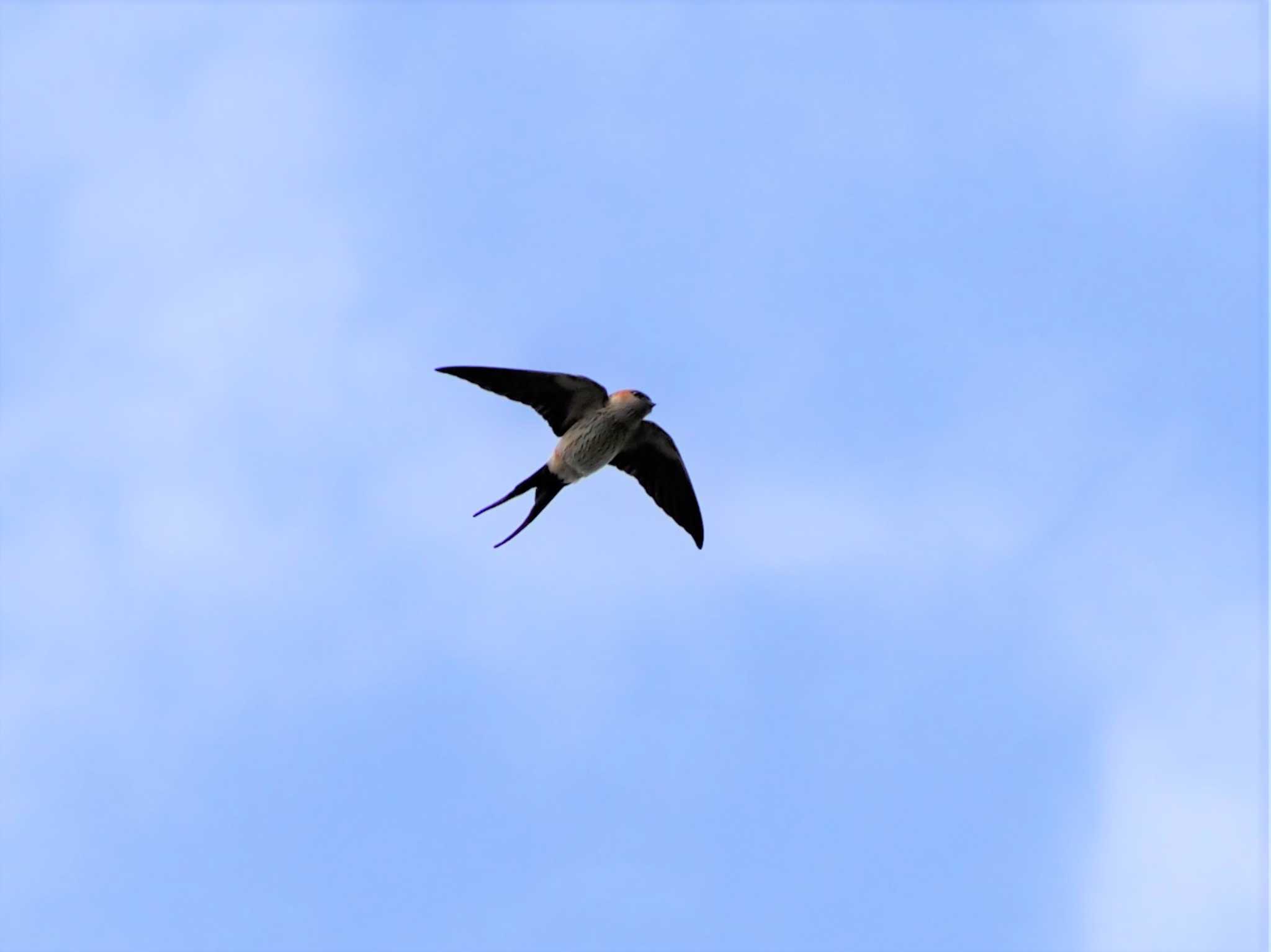 Photo of Red-rumped Swallow at 大野山 by マル