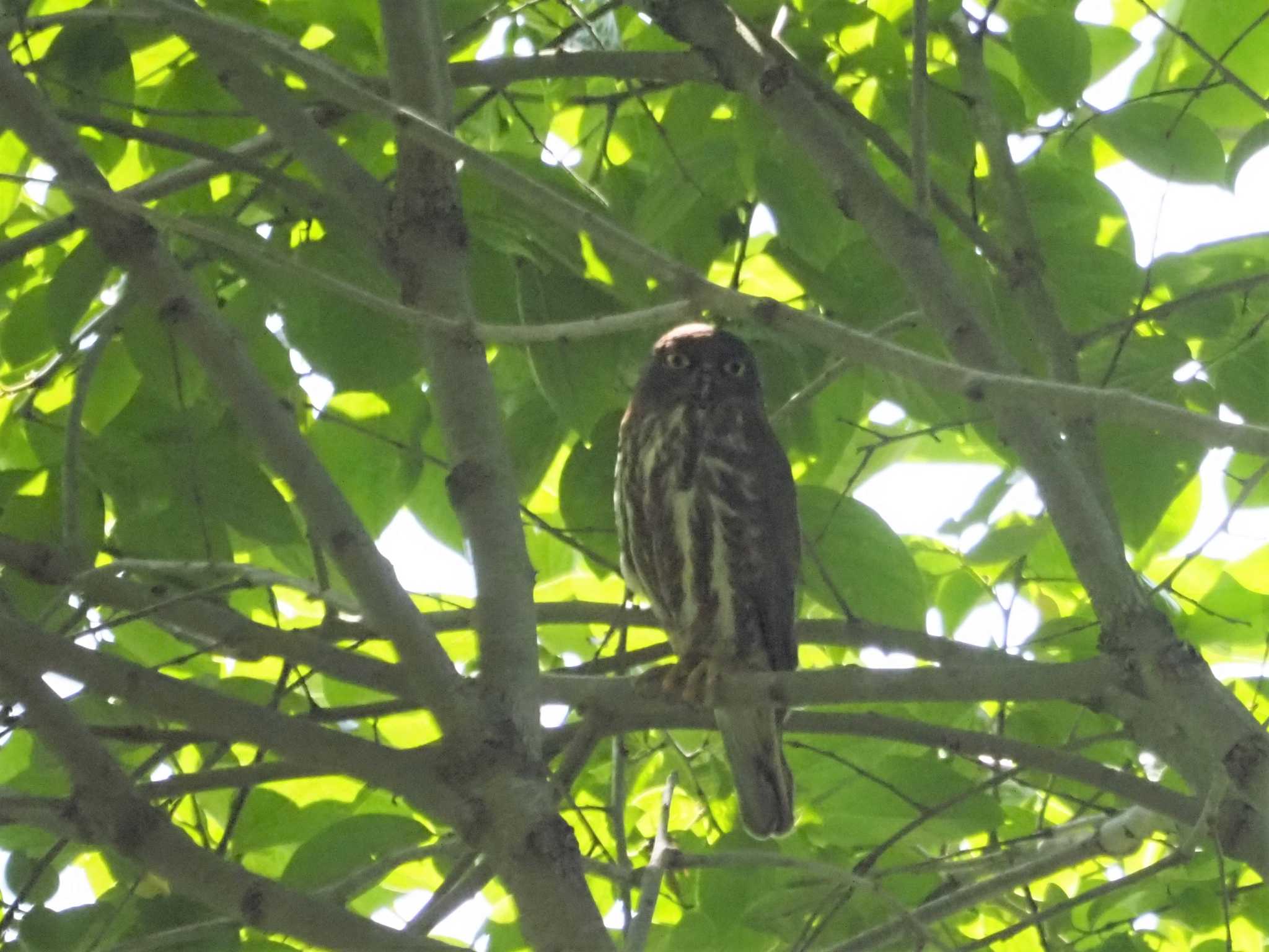 野間の大ケヤキ アオバズクの写真 by マル