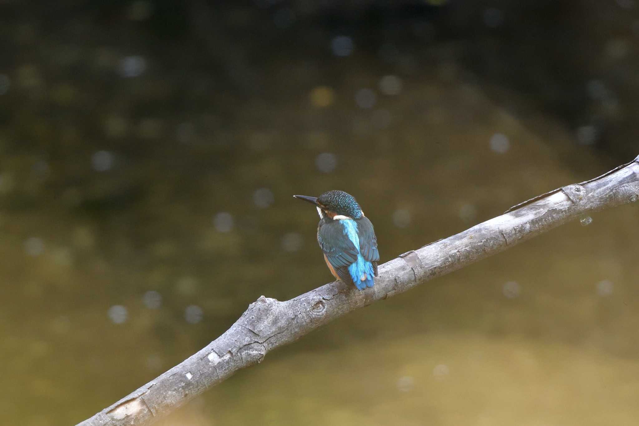 長浜公園 カワセミの写真