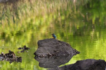 カワセミ 長浜公園 2023年5月27日(土)