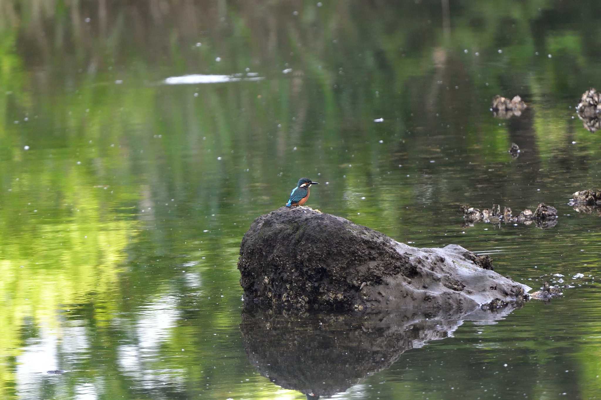 長浜公園 カワセミの写真