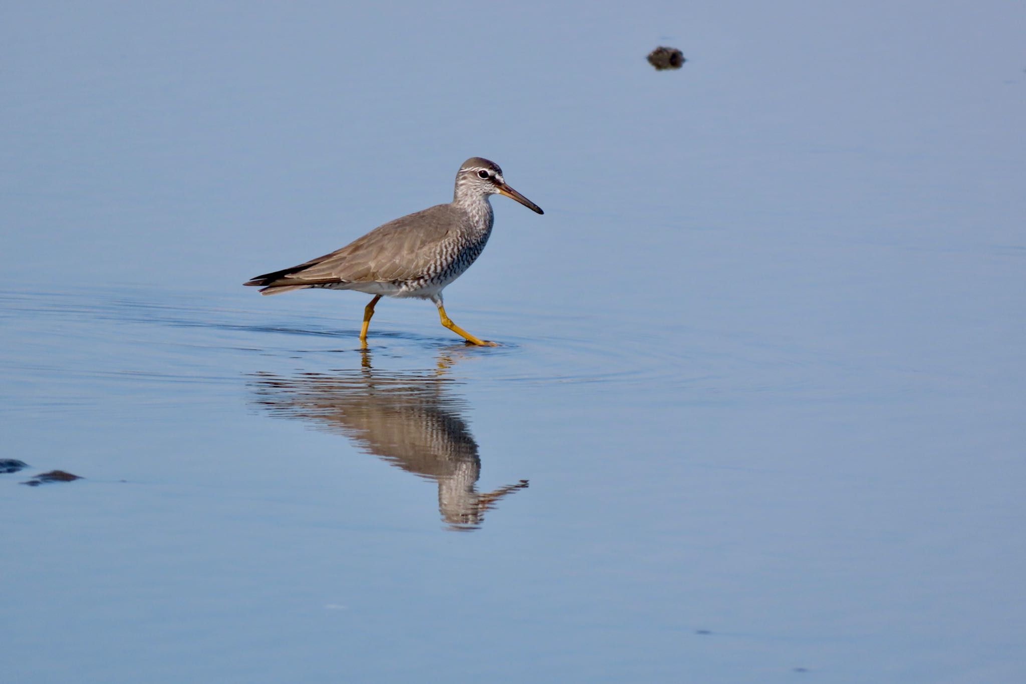 ふなばし三番瀬海浜公園 キアシシギの写真 by 中学生探鳥家