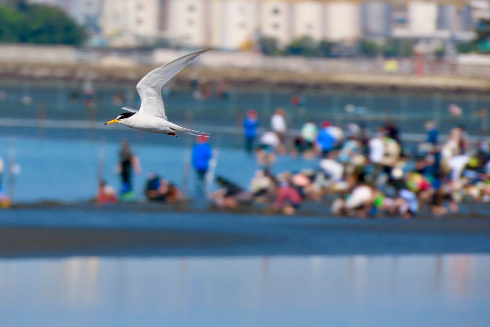 ふなばし三番瀬海浜公園 コアジサシの写真 by 中学生探鳥家