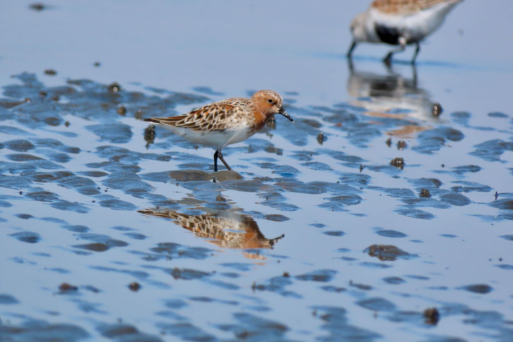 ふなばし三番瀬海浜公園 トウネンの写真 by 中学生探鳥家