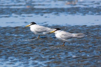 コアジサシ ふなばし三番瀬海浜公園 2023年5月3日(水)