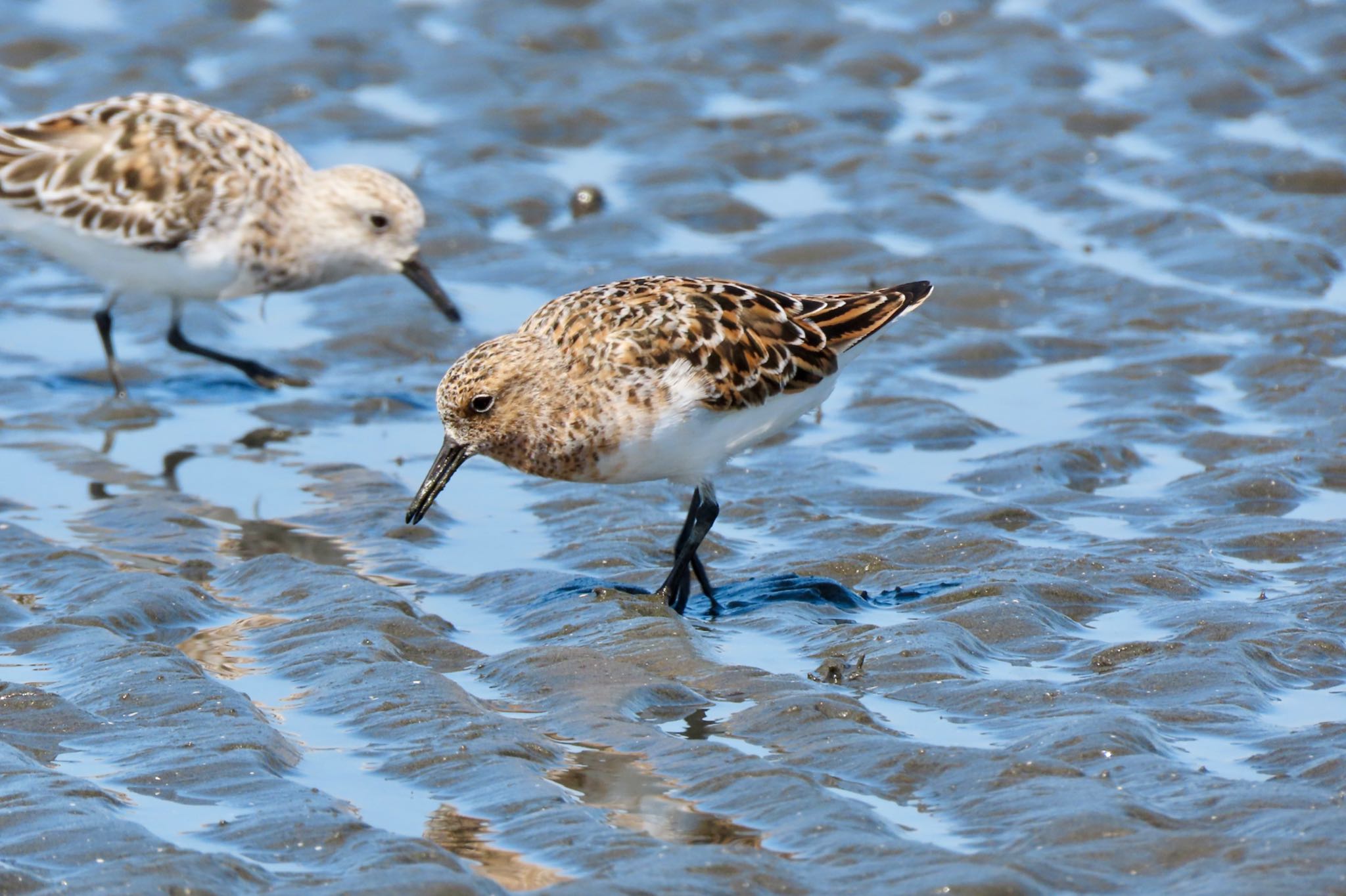 ふなばし三番瀬海浜公園 ミユビシギの写真