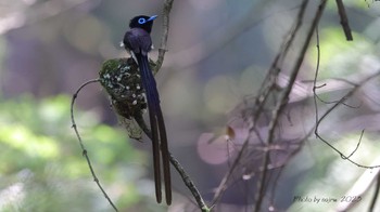 Black Paradise Flycatcher 埼玉 Wed, 6/7/2023