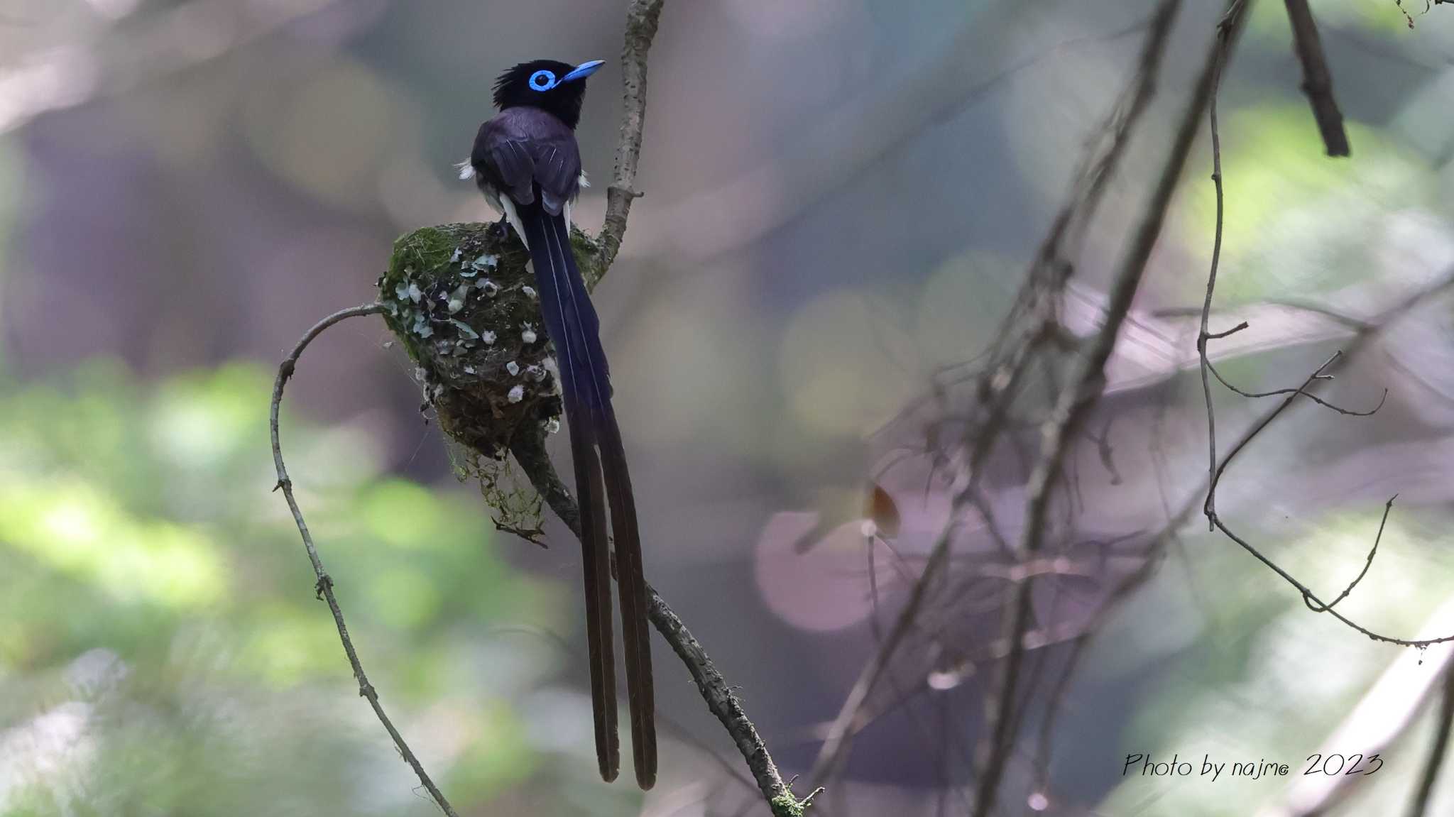 Photo of Black Paradise Flycatcher at 埼玉 by 中嶋辰