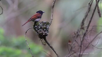 サンコウチョウ 埼玉 2023年6月6日(火)