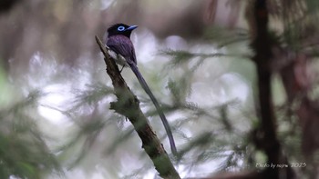 サンコウチョウ 埼玉県 2023年6月6日(火)