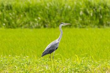 アオサギ 場所が不明 2023年6月9日(金)