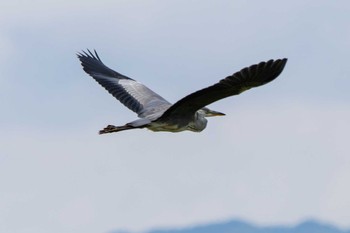 Grey Heron Unknown Spots Fri, 6/9/2023