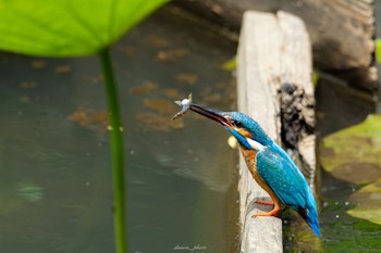 カワセミ 薬師池公園 2023年6月4日(日)