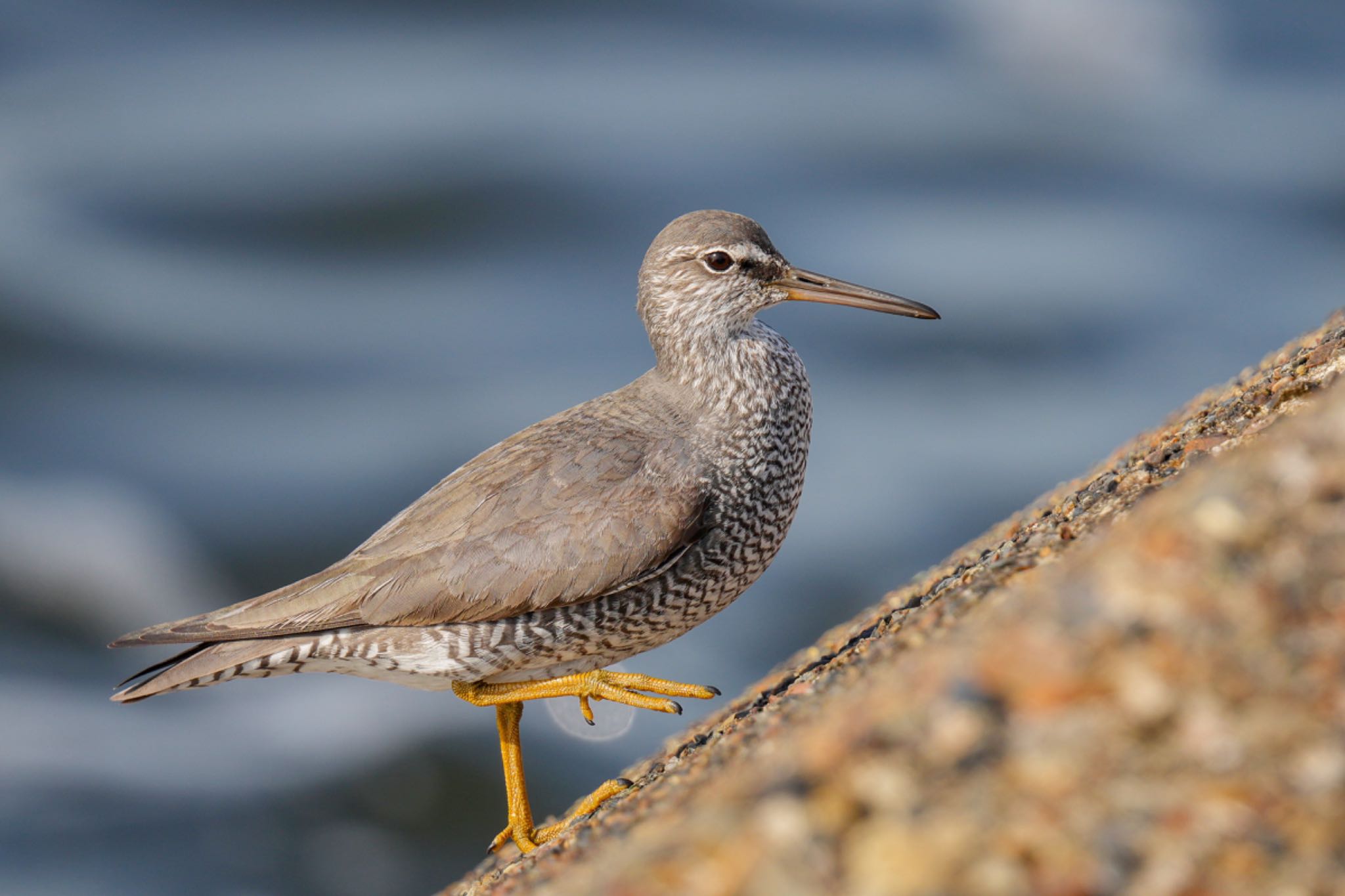 Photo of Wandering Tattler at 日の出三番瀬沿い緑道 by アポちん