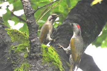 Wed, 5/31/2023 Birding report at 早野聖地公園