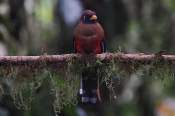 カオグロキヌバネドリ Mindo(Ecuador) 2023年5月21日(日)