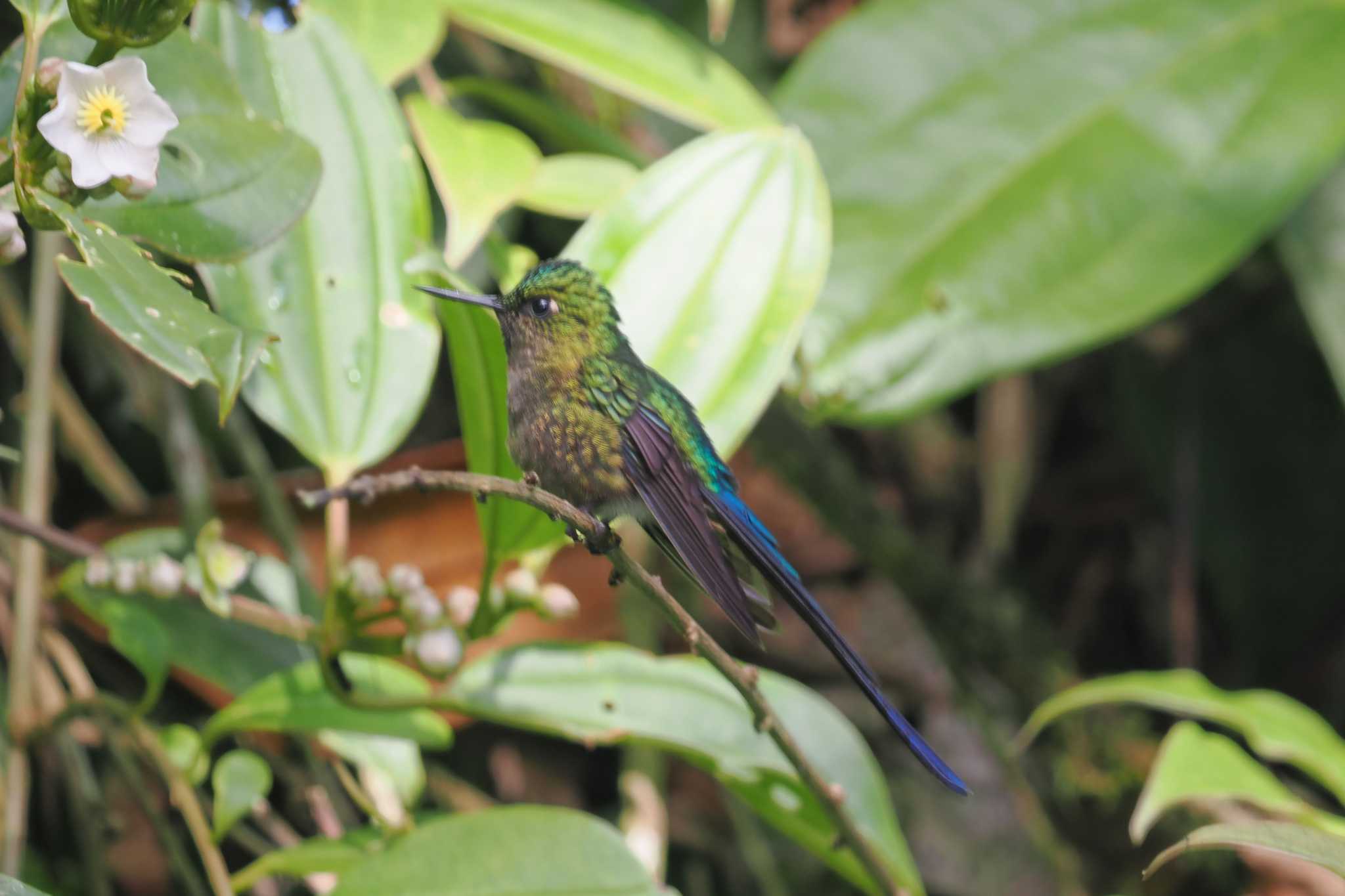 Photo of Sapphire-vented Puffleg at Mindo(Ecuador) by 藤原奏冥