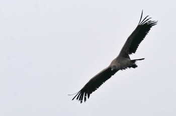 Andean Condor Mindo(Ecuador) Wed, 5/24/2023