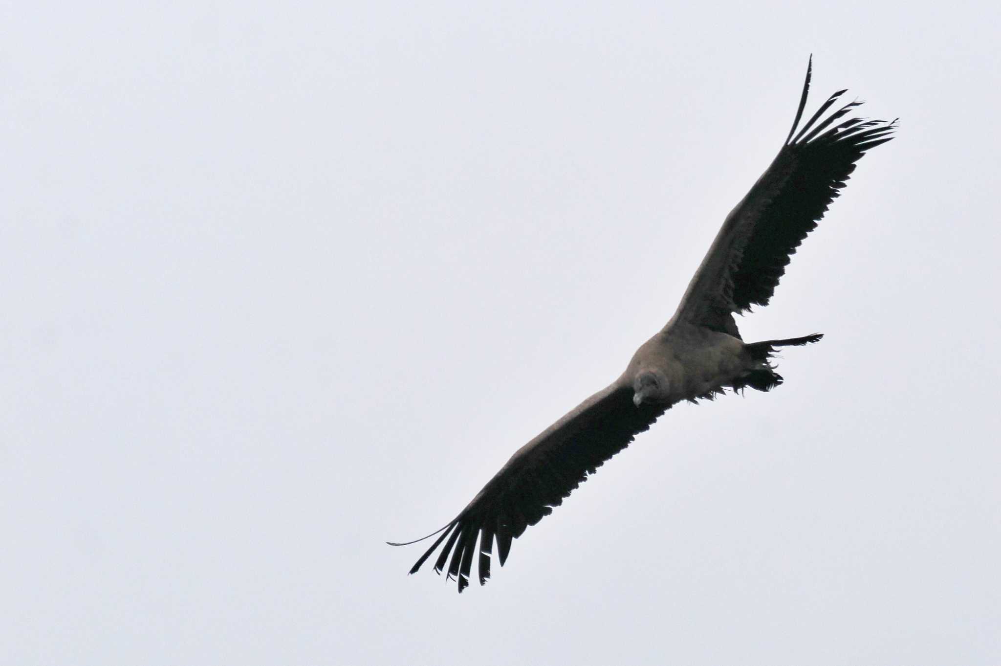 Photo of Andean Condor at Mindo(Ecuador) by 藤原奏冥