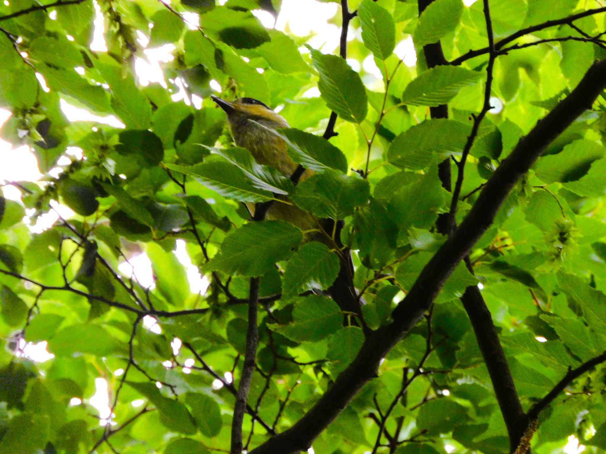 平山城址(平山城址公園) ヤマガラの写真 by morinokotori