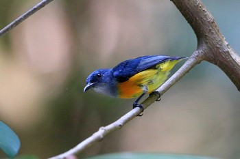 Orange-bellied Flowerpecker Hindhede Nature Park (Singapore) Fri, 7/13/2018