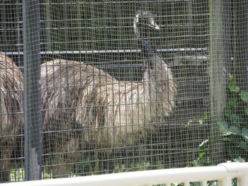 エミュー 東山動植物園 2023年6月7日(水)