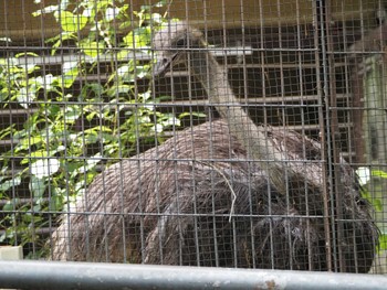 ダチョウ 東山動植物園 2023年6月7日(水)