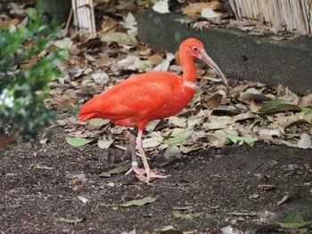 Scarlet Ibis 東山動植物園 Wed, 6/7/2023