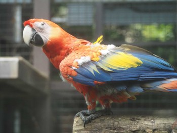 コンゴウインコ 東山動植物園 2023年6月7日(水)